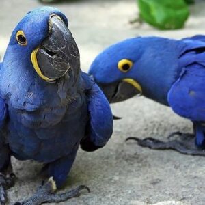 Hyacinth Macaw For Sale