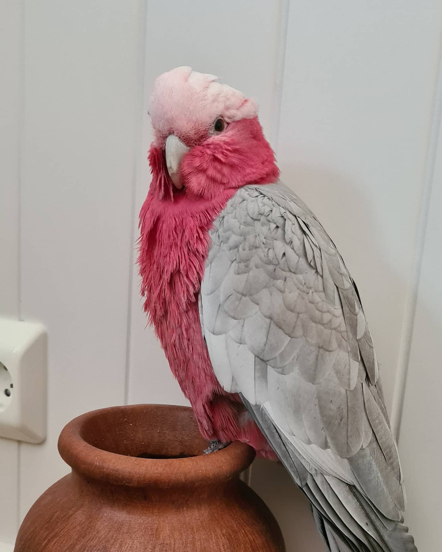 Galah Cockatoo