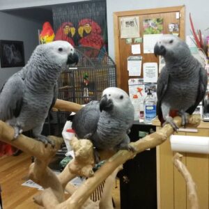 African Gray Parrot For Sale