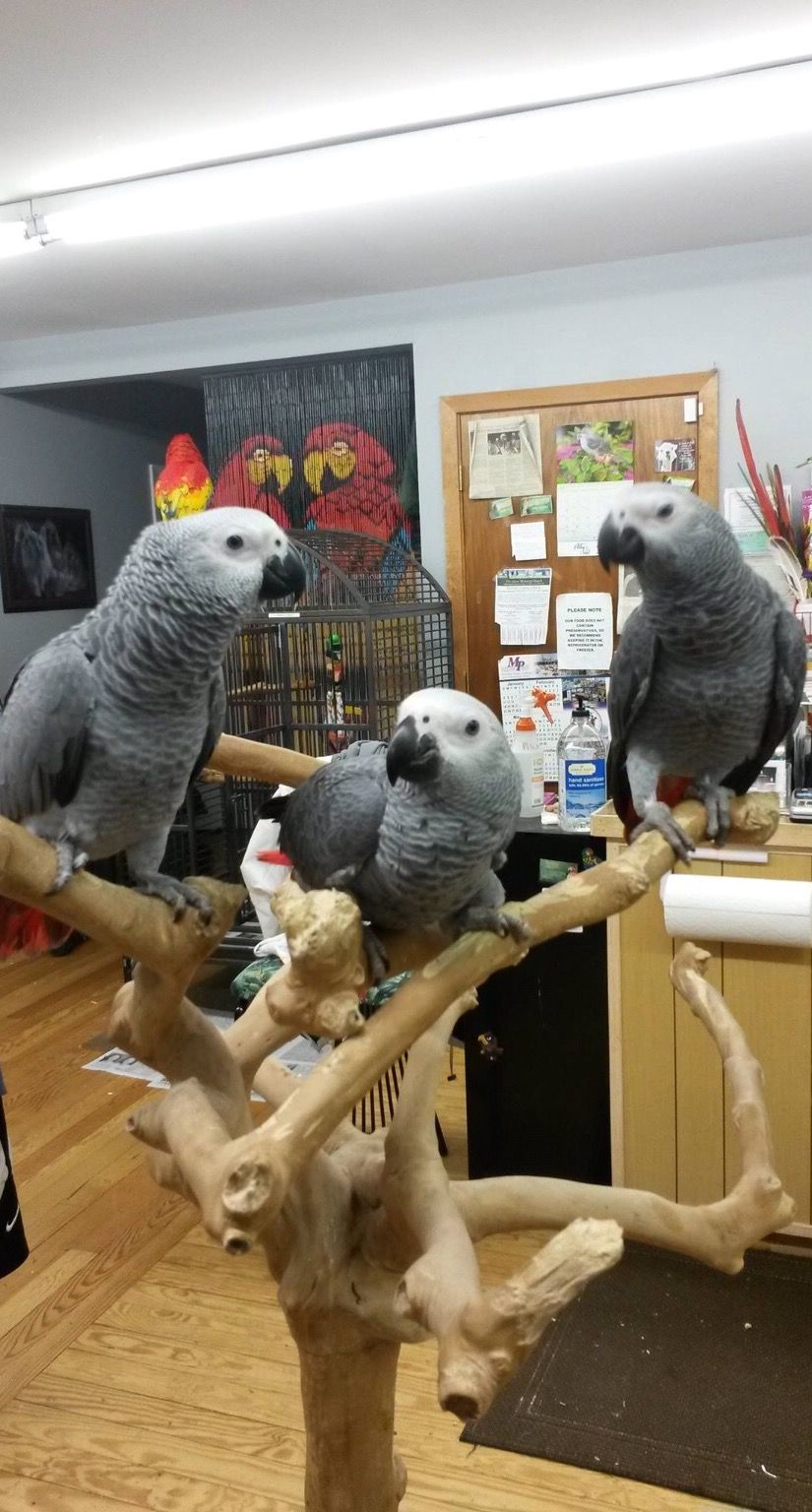 African Gray Parrot For Sale African Gray Parrot For Sale