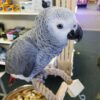 African Gray Parrot For Sale