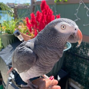 African Gray Parrot For Sale