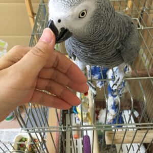African Gray Parrot For Sale