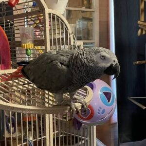African Gray Parrots For Sale