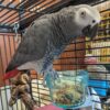 African Gray Parrots For Sale