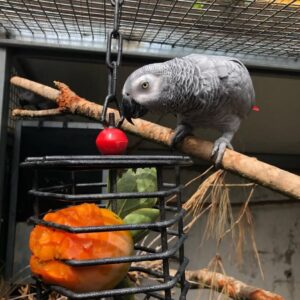 African Gray Parrots For Sale