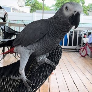 African Grey Parrot Near Me