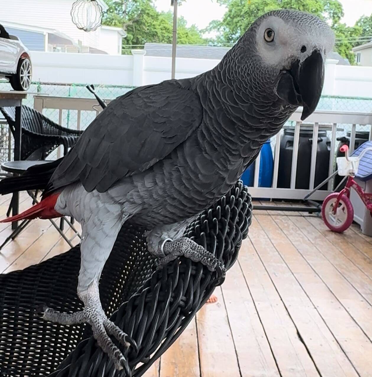 African Grey Parrot Near Me