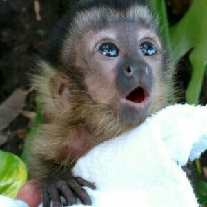 Buy Capuchin Monkey
