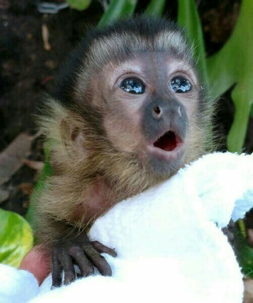 Buy Capuchin Monkey.. Buy Capuchin Monkey