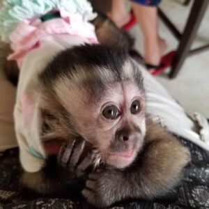 Buy Capuchin Monkey