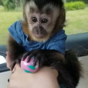 Buy Capuchin Monkey