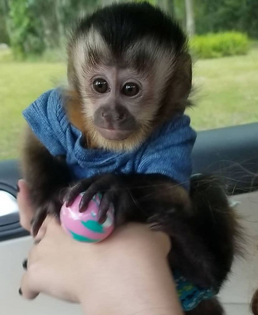 Buy Capuchin Monkey Buy Capuchin Monkey