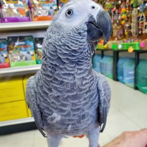 For Sale African Grey