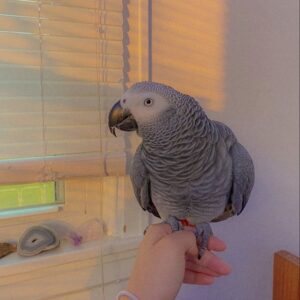 For Sale African Grey