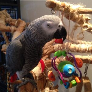 Grey African Parrot For Sale