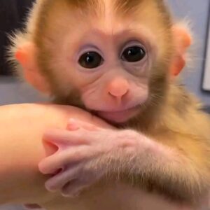 Macaque Monkey For Sale​