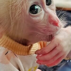 Macaque Monkey For Sale​