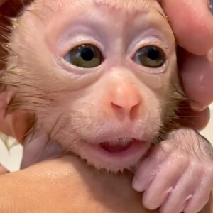 Macaque Monkey For Sale​