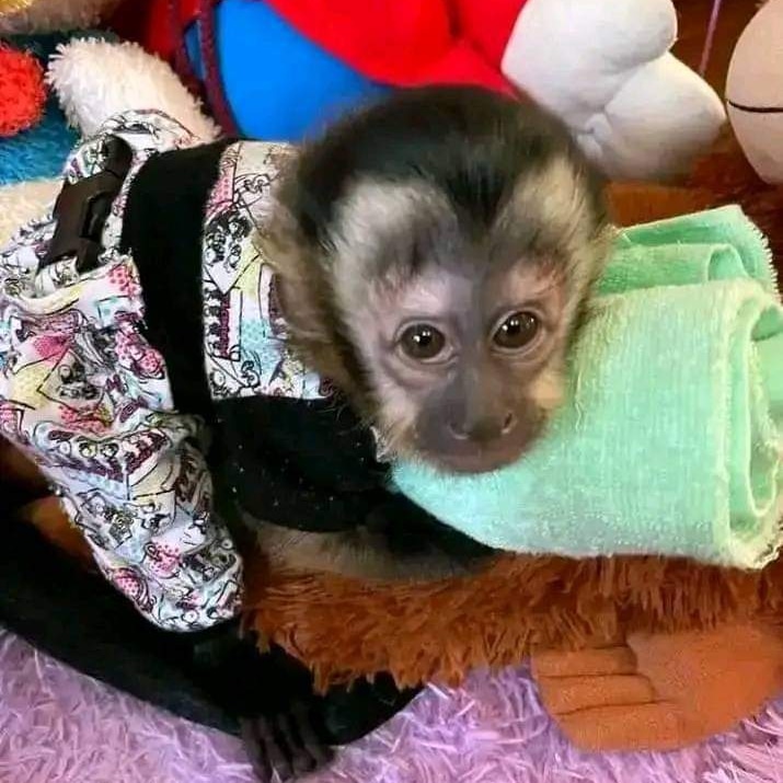 Capuchin Monkeys For Sale