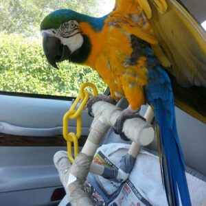 Blue And Gold Macaws For Sale
