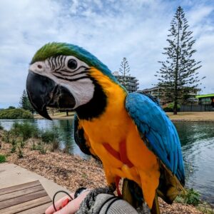 Blue And Gold Macaws For Sale
