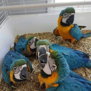 Blue and Gold Macaw For Sale