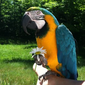 Macaw Parrot For Sale​