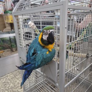 Macaw Parrot For Sale​