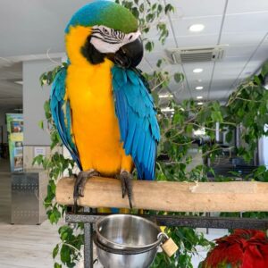 Macaw Parrot For Sale​