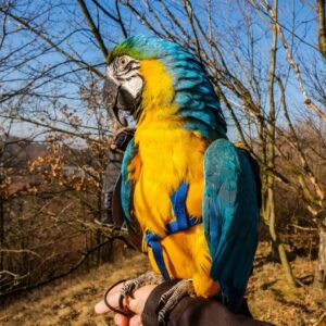 macaw parrot price