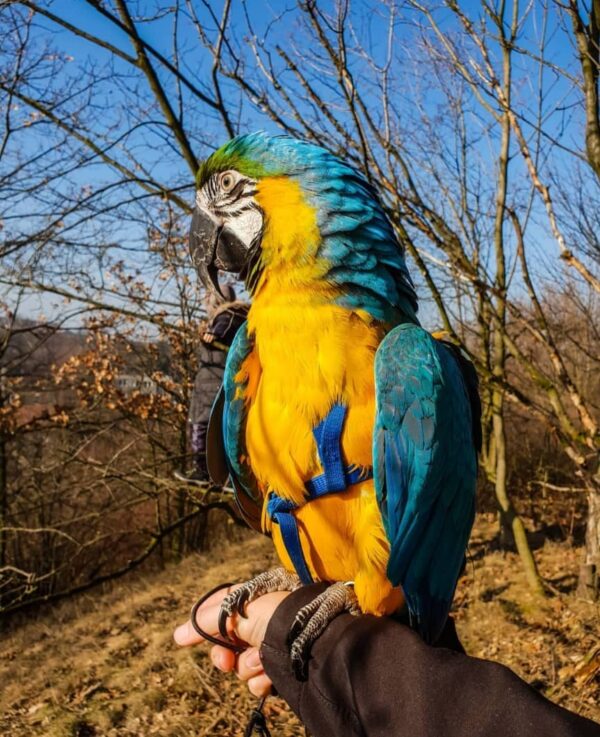 macaw parrot price