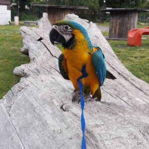 Baby Macaw Parrots For Sale