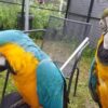 Blue And Gold Macaw For Sale