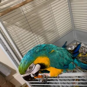 Blue And Gold Macaw Parrots Texas