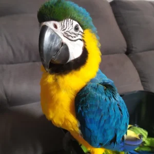 Blue And Gold Macaw