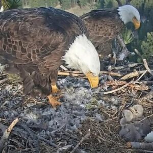 Big Bear Bald Eagles Eggs