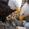 Big Bear Bald Eagles Eggs