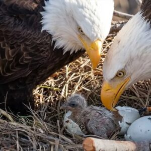 Big Bear Bald Eagles Eggs