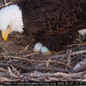 Big Bear Bald Eagles Eggs