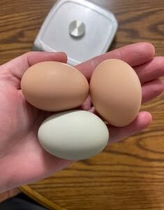 Cockatiel Bird Eggs For Sale