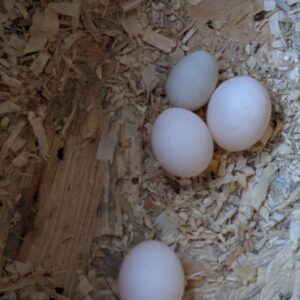 Cockatoo Eggs For Sale