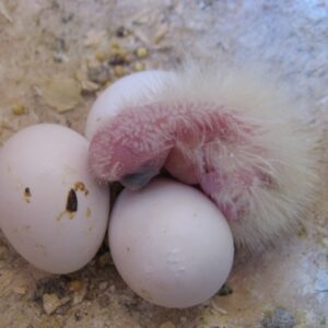 Cockatoo Eggs For Sale