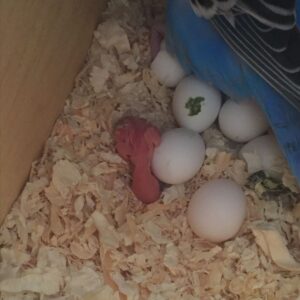 Cockatoo Eggs For Sale