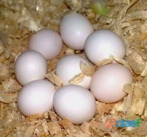 Cockatoo Eggs For Sale