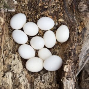 Hyacinth Macaw Eggs For Sale