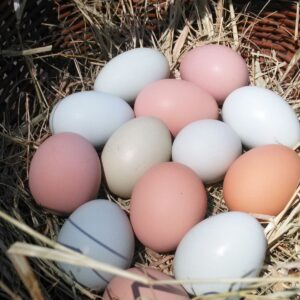 Hyacinth Macaw Eggs For Sale