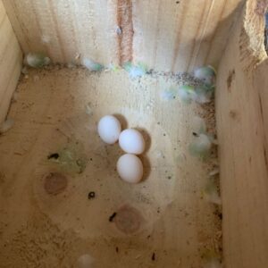 Macaw Eggs For Sale