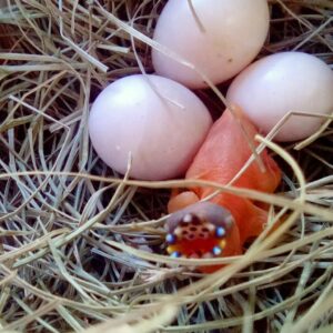 Macaw Eggs For Sale
