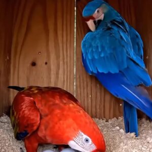Macaw Eggs For Sale